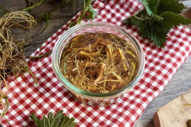 Taze ısırgan otu köklerinden bitkisel tentürlerin hazırlanması