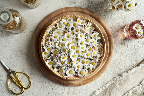 Common daisy flowers harvested in spring in a basket