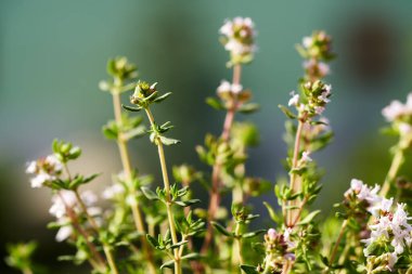 Taze çiçek açan kekik, güneş ışığında bir balkonda yetişiyor.