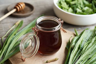 A jar of ribwort plantain syrup for cough made from fresh Plantago lanceolata leaves clipart