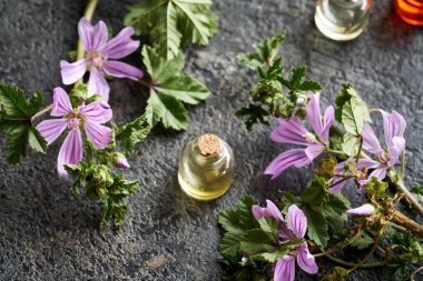 Yeni açmış Malva Sylvestris bitkisiyle birlikte gerekli yağ şişesi.