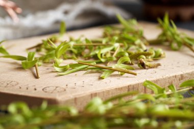 Bahar başında toplanan yaprak ve tomurcuklarla kesilmiş genç söğüt dalları - tentür için malzeme