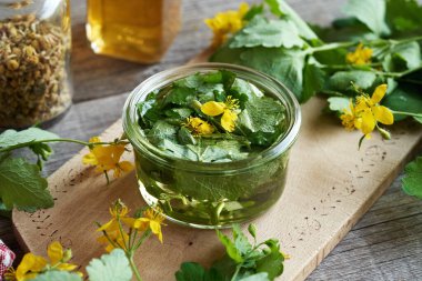 Taze çiçek açan tetterwort ya da daha büyük celandin bitkisinden ev yapımı tentürlerin hazırlanması