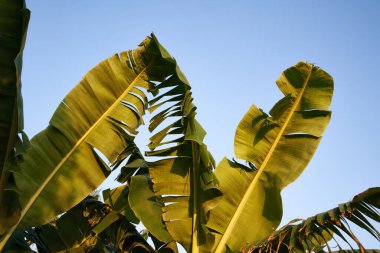 Tropikal palmiye ağaçları mavi gökyüzüne karşı güneş ışığında