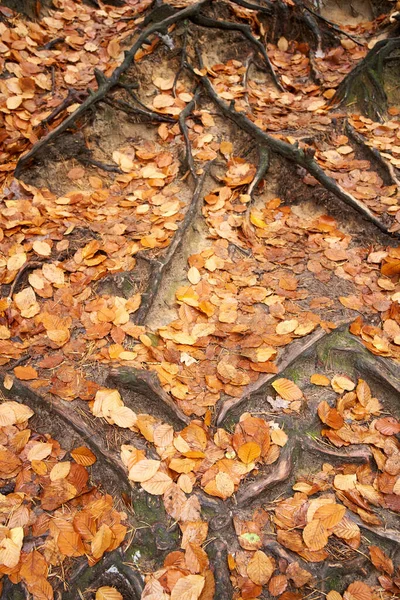 Buntes Herbstlaub Und Baumwurzeln Auf Dem Waldboden — Stockfoto