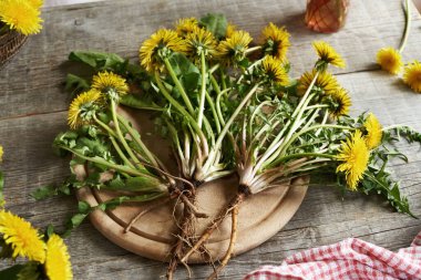 Ahşap bir masada karahindiba kökleri