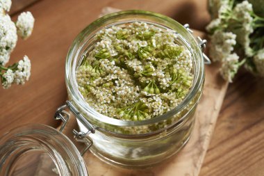 Taze filizlenen kiremit ve alkolden bitkisel tentürlerin hazırlanması