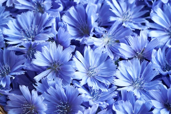 Fondo Hecho Achicoria Azul Silvestre Flores Succory Cerca — Foto de Stock