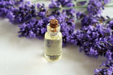 Beyaz arka planda taze lavanta çiçekleri ve fotokopi alanı olan şeffaf bir aromaterapi şişesi.