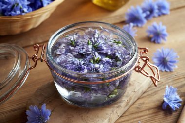 Yabani hindiba ya da sulu çiçekler alkolün içinde erir - bitkisel tentürlerin hazırlanması