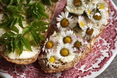 Yaygın papatya ve ekmek dilimlerinde gutweed - ilkbaharda hasat edilen vahşi yenilebilir bitkiler