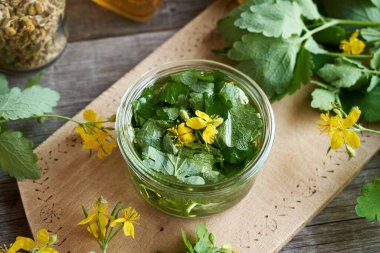 Taze tetterwort yaprakları ve çiçeklerden ev yapımı bitkisel tentürlerin hazırlanması