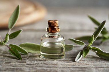 Aromaterapi, taze adaçayı yapraklı gerekli yağ.