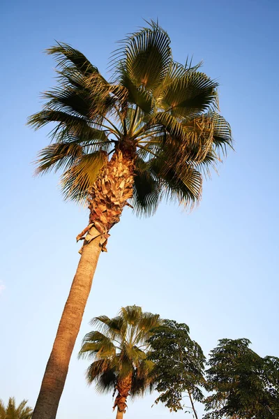 Palm tree growing outdoors against blue sky in the summer