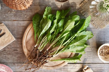 Tahta bir masada kökleri olan taze karahindiba bitkileri.