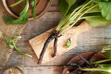 Masada taze papatya kökü, üst görünüm
