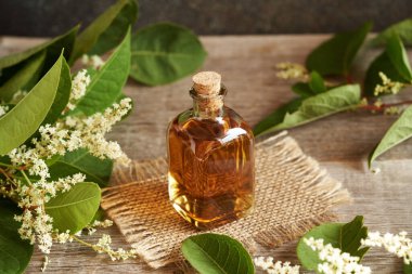 Japon düğüm otu ya da Reynoutria japonica yaprakları ve çiçekleriyle ev yapımı bitkisel bir tentür.