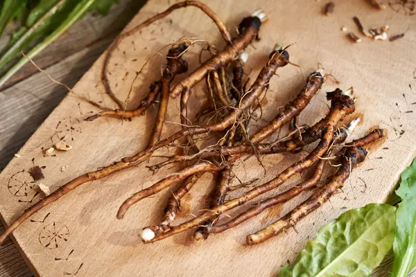 Fresh whole dandelion roots on a wooden table - ingredient for herbal medicine