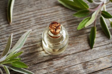 Cam bir şişede taze adaçayı yapraklarıyla gerekli yağ.