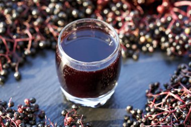 Zenci yaşlılar mı, Sambucus zencisi mi?