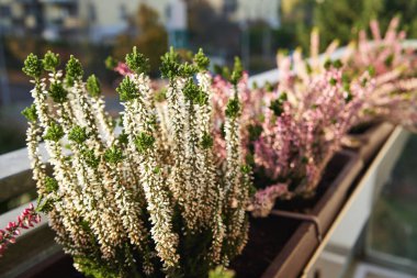 Sonbaharda balkonda yetişen beyaz ve pembe funda bitkisi.