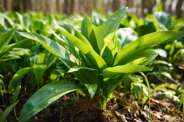 Fresh Wild Garlic Leaves Growing Outdoors Forest Springtime Stock Picture