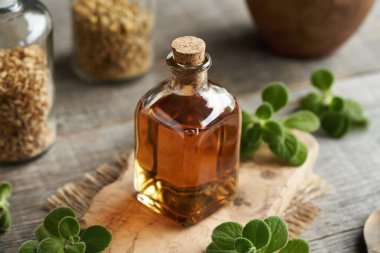 Bir şişe ev yapımı Plectranthus amboinicus tentür.