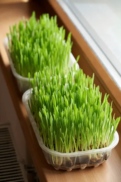 Fresh young green barley grass growing on the windowsill