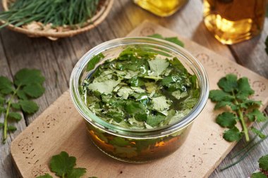 Taze tetterwort ya da cam kavanozdaki daha büyük celandin yapraklarından bitkisel tentürlerin hazırlanması.