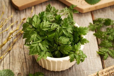 Taze, taze maydanoz yaprakları masanın üzerinde. Kışın sonunda toplanan yenilebilir yabani bitki.