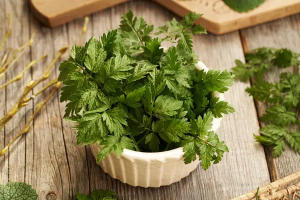 Taze, taze maydanoz yaprakları masanın üzerinde. Kışın sonunda toplanan yenilebilir yabani bitki.