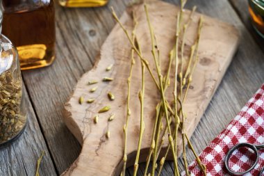 İlkbaharın başlarında toplanan taze tomurcuklu genç söğüt dalları - değerli bitkisel tentürlerin hazırlanması