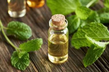 Şeffaf bir şişe aromaterapi taze nane yapraklı gerekli yağ.     