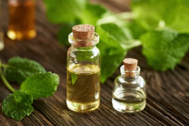 Taze yeşil nane yapraklı iki şişe gerekli yağ.     