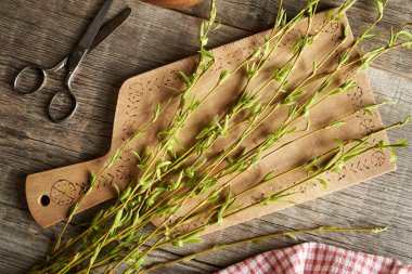 İlkbaharın başlarında toplanan taze yaprak ve tomurcuklu genç söğüt dalları - değerli bitkisel tentürler için malzeme
