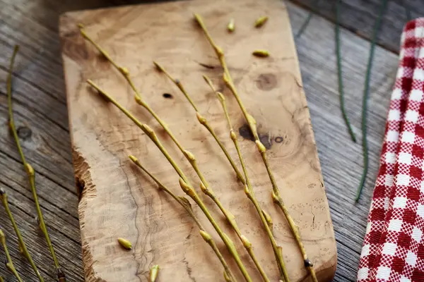 早春に収集された樹皮と芽を持つヤングウィローの枝 ゲム療法薬のハーブチンキのための成分 — ストック写真