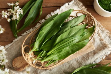 Baharda bir masada toplanan yabani sarımsak ya da Allium ursinum taze yaprakları.