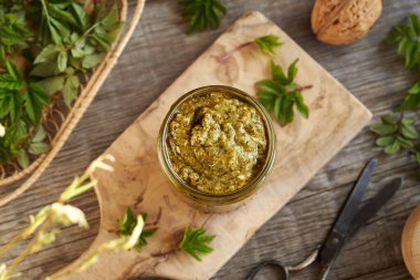 Genç gutweed yapraklarından yapılmış ev yapımı yeşil pesto. Baharın başında toplanan yenilebilir bir bitki.