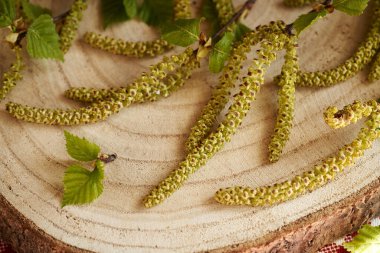 Bahar mevsiminde toplanan taze yapraklar ve kedi derileriyle taze huş dalları. Ev yapımı bitkisel tortu için malzeme.
