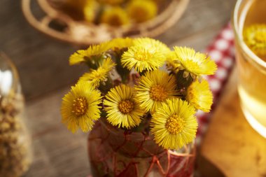 Taze coltsfoot ya da Tussilago çiçekleri bir vazoda toplanmış vazoda, arka planda bir fincan bitki çayıyla