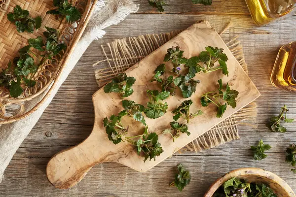 Stock image Fresh ground-ivy flowers and leaves on a table, top view. Medicinal herb.