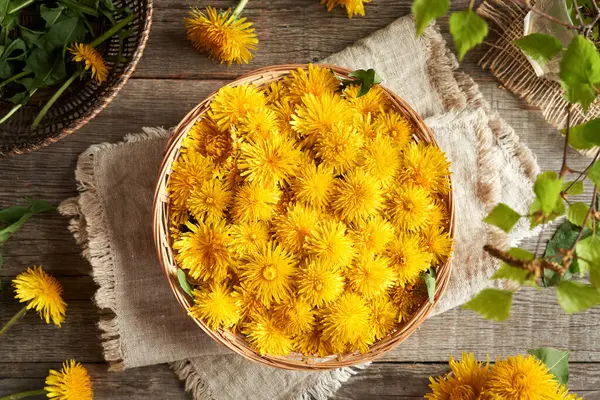 Fresh dandelion flowers harvested in spring in a wicker basket on a wooden table, top view