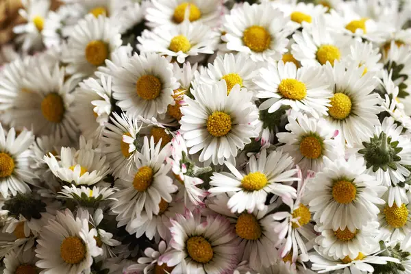 Closeup Flores Frescas Margarida Gramado Colhido Primavera Ingrediente Para Xarope — Fotografia de Stock