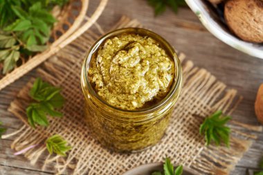 Genç gutweed yapraklarından yapılan ev yapımı yeşil pesto. Baharın başında hasat edilen vahşi, yenilebilir bitki.