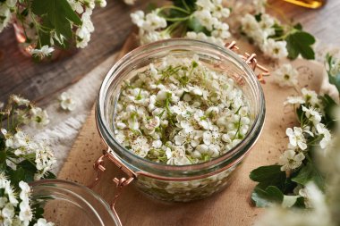 Kalbe ev yapımı bitkisel tentür hazırlamak için taze dikenler ve alkolle dolu bir kavanoz.