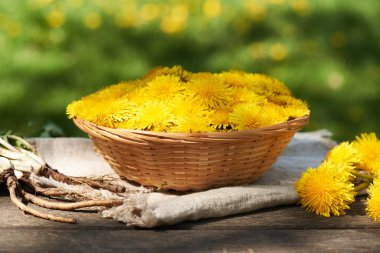 Hasır sepetin içinde taze sarı karahindiba çiçekleri, açık havada bir bahçede tüm Taraxacum kökü