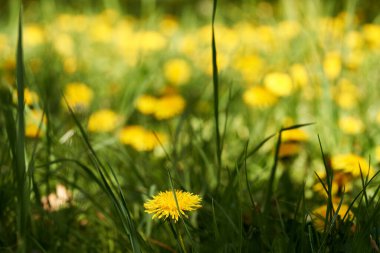 Çayırda yetişen taze karahindiba çiçekleri. İlaç fabrikası..