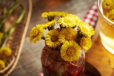 Taze coltsfoot ya da Tussilago çiçekleri baharda toplanır, arka planda bir fincan bitki çayıyla