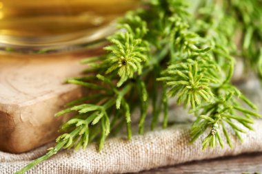 Arka planda bir fincan bitkisel çay olan taze at kuyruğu bitkisinin yakın çekimi. Şifalı bitki..