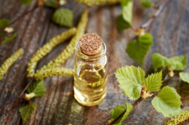 İlkbaharda toplanan huş ağacının dalları, kamışları ve taze yapraklarıyla birlikte gerekli bir yağ şişesi.